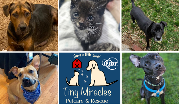 Join JBT in Supporting Tiny Miracles: A Beacon of Hope for Pets in Need