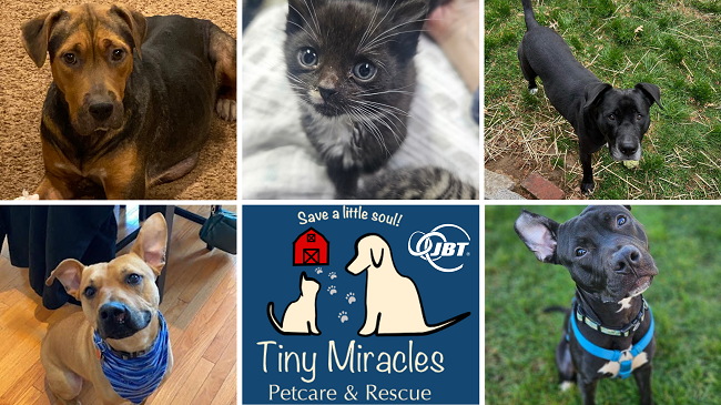 Join JBT in Supporting Tiny Miracles: A Beacon of Hope for Pets in Need